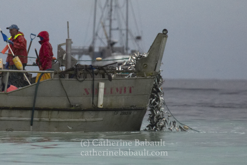 Herring spawn, Denman Island