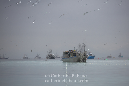 Herring Spawn, Denman Island
