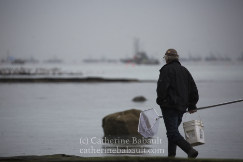 Herring spawn, Denman Island