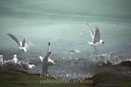 Herring spawn, Denman Island