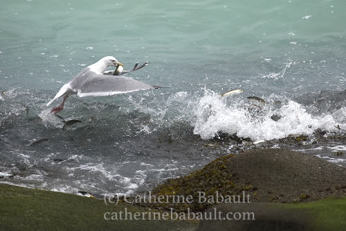 Herring spawn, Denman Island