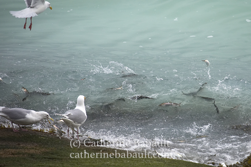 Herring spawn, Denman Island