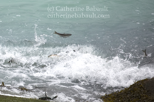 Herring spawn, Denman Island