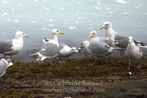 Herring spawn, Denman Island