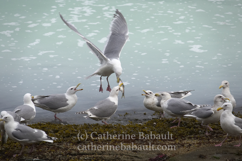 Herring spawn, Denman Island