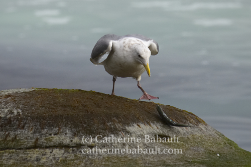 Herring spawn, Denman Island