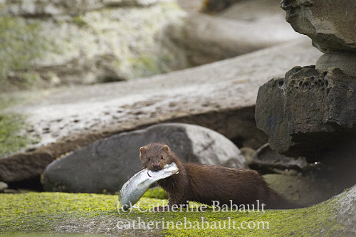 Herring spawn, Denman Island