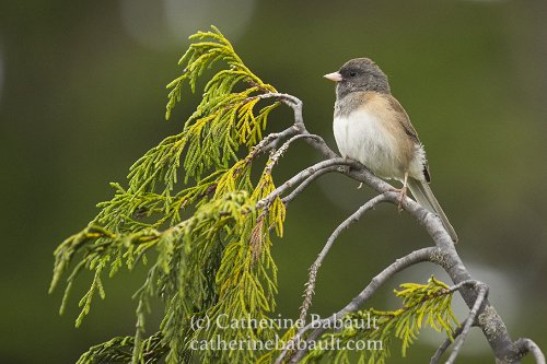 dark-eyed Junco (Junco hyemalis oreganus) 