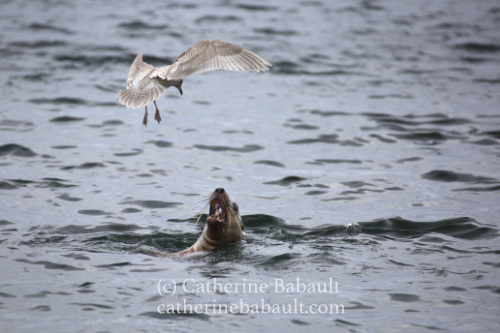  f/5.6, ISO 800, 1/800 s 