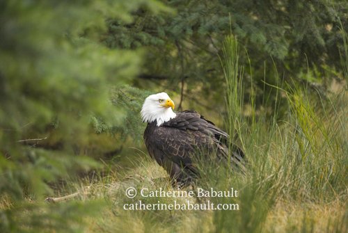  bald eagle (Haliaeetus leucocephalus) 