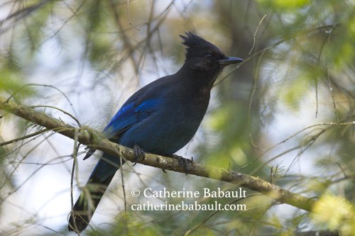  Steller jay (Cyanocitta stelleri) 