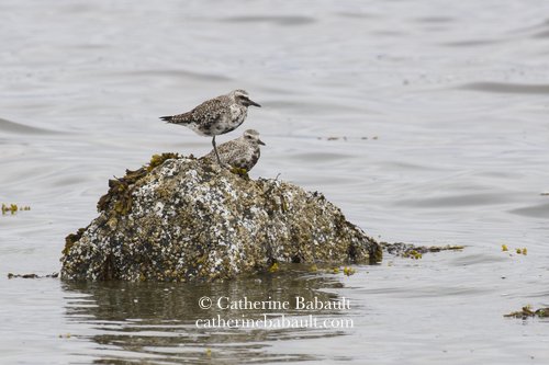  black-bellied plovers (Pluvialis squatarola) 
