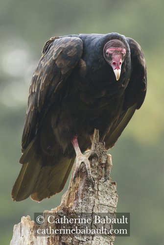  turkey vulture (Cathartes aura) 