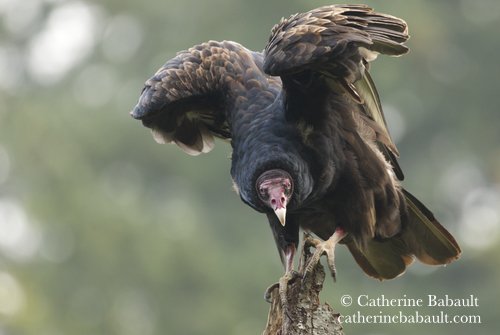  turkey vulture (Cathartes aura) 
