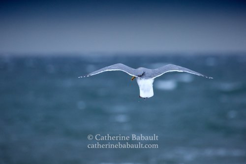  gull gliding in a storm 