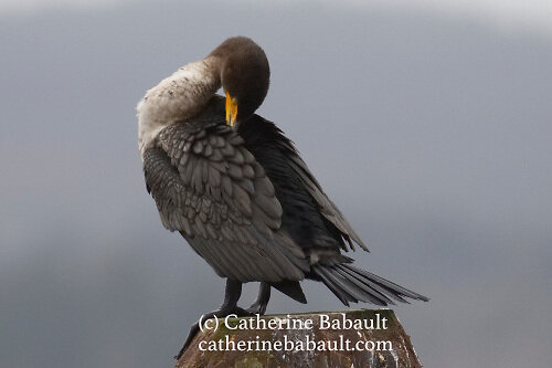 Narrow depth of field