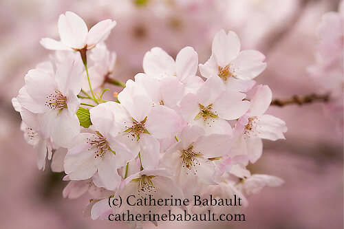 Narrow depth of field