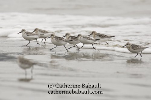  sanderling (Calibris alba) 