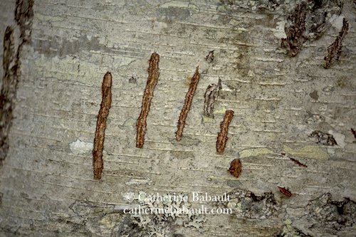 Black bear scratches