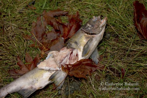 Salmon partially eaten by a bear