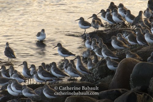  dunlin (calidris alpina) 