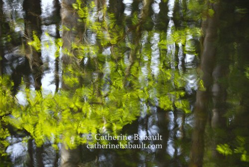  Vancouver Island Photo Tours and Workshops: Spring on Vancouver Island, May 26 to 28 2023 