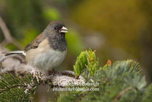  Vancouver Island Photo Tours and Workshops: Spring on Vancouver Island, May 26 to 28 2023 