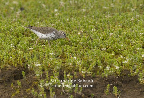  spotted sandpiper (Actitis macularia) 