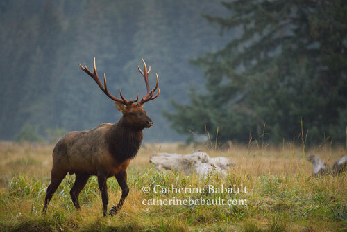  fall, autumn, photography, Vancouver Island, British Columbia, Canada, rights-managed, stock images, © Catherine Babault 