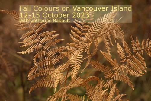  fall, autumn, photography, Vancouver Island, British Columbia, Canada, rights-managed, stock images, © Catherine Babault 