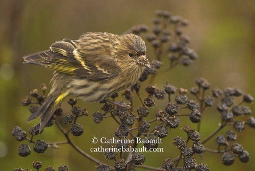  pine siskin (Spinus pinus) 