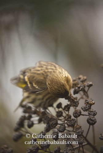  pine siskin (Spinus pinus) 