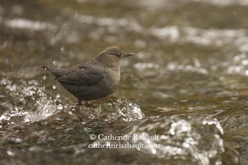  American dipper (Cinclus mexicanus) 