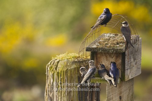  Vancouver Island Photo Tours and Workshops: Spring on Vancouver Island, May 26 to 28 2023 