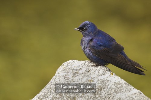  male Purple martin (Progne subis) 