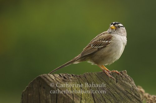 white-crowned sparrow (Zonotrichia leucophrys) 