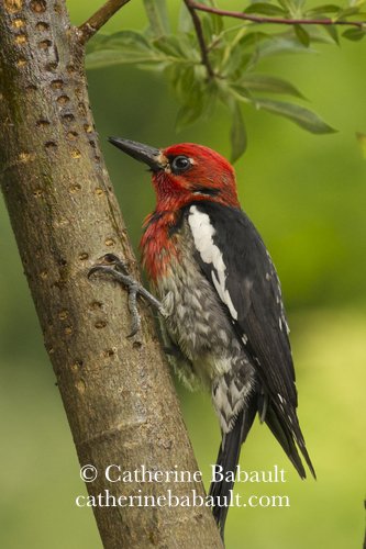  red-breasted sapsucker (Sphyrapicus ruber) 