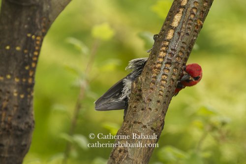  red-breasted sapsucker (Sphyrapicus ruber) 