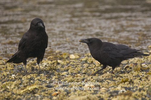  common raven (Corvus corax) 