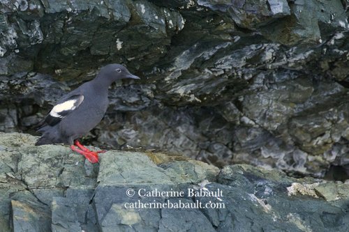  pigeon Guillemot (Cepphus columba) 