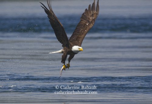  bald eagle (Haliaeetus leucocephalus) with a hake 