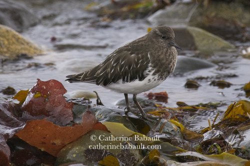  black Turnstone (Arenaria melanocephala) 