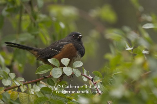  spotted Towhee (Pipilo maculatus) 