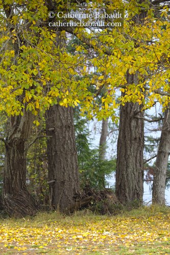  fall, autumn, photography, Vancouver Island, British Columbia, Canada, rights-managed, stock images, © Catherine Babault 