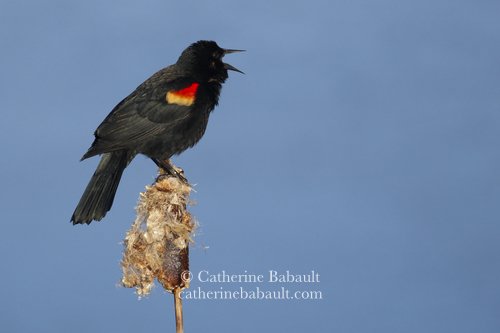  red-winged blackbird (Agelaius phoeniceus) 