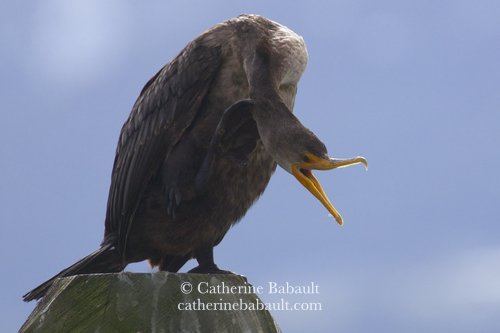  cormorant 