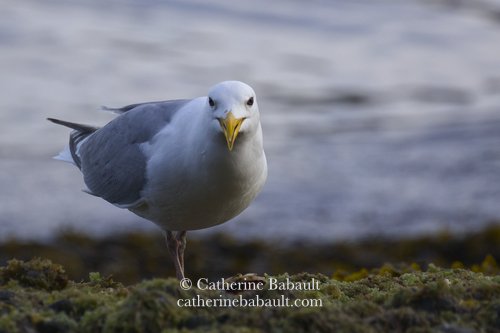  gull checking on the photographer 