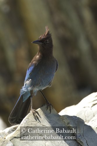  Steller jay (Cyanocitta stelleri) 