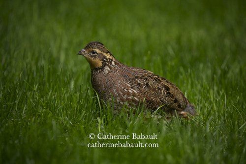  female Northern Bobwhite (Colinus virginianus) 