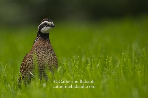  male Northern Bobwhite (Colinus virginianus) 
